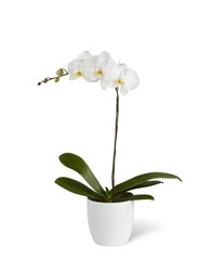 The FTD White Orchid Planter from Parkway Florist in Pittsburgh PA